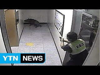 이젠 계절 가리지 않고 출몰...한여름 멧돼지 비상 / YTN (Yes! Top News)