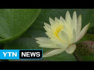 [날씨] 전국 장맛비로 더위 주춤...남부 비 오늘 저녁 그쳐 / YTN (Yes! Top News)