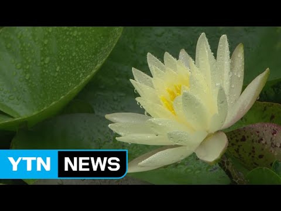 [날씨] 전국 장맛비로 더위 주춤...남부 비 오늘 저녁 그쳐 / YTN (Yes! Top News)