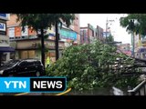 비바람에 나무 쓰러져 차량 파손·도로 통제 / YTN (Yes! Top News)