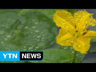 [날씨] 전국 장맛비로 더위 주춤...남부 비 오늘 저녁 그쳐 / YTN (Yes! Top News)