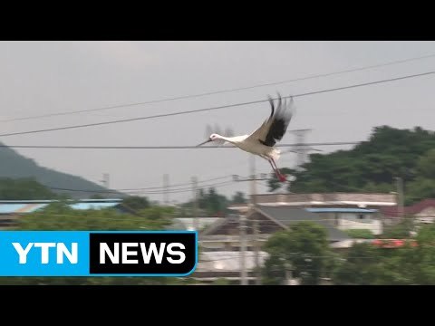 LG상록재단, 천연기념물 황새 5마리 방사 / YTN (Yes! Top News)