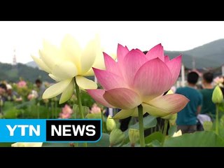 비 온 뒤 활짝 핀 연꽃밭에서 시원한 휴일 / YTN (Yes! Top News)