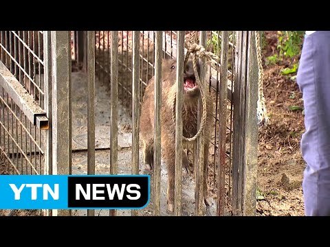 서울 민가 인근 또 멧돼지 출몰…이번엔 무려 10마리 / YTN (Yes! Top News)