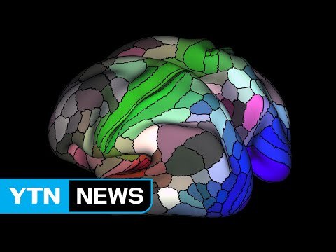 대뇌피질 '뇌지도' 완성... 치매 치료 진전 / YTN (Yes! Top News)