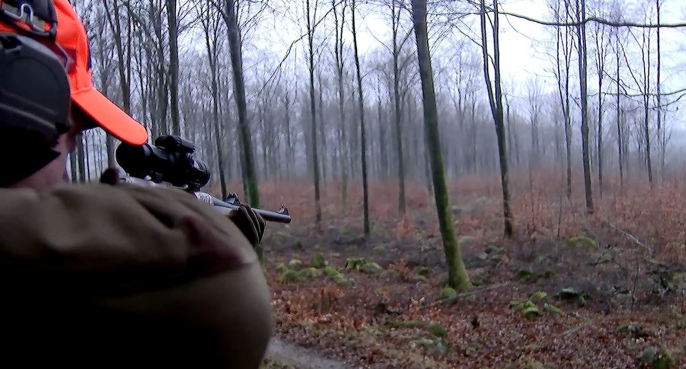 des jolis tirs - chasse aux sangliers