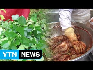 나무 인삼 '황칠'...한약재에서 김치 등으로 상품화 / YTN (Yes! Top News)