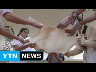 인구 3만 명 '임실'...치즈로 세계 무대 도전장 / YTN (Yes! Top News)