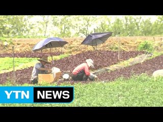 전북 6일째 폭염 특보...비 안 오고 무더위 기승 / YTN (Yes! Top News)