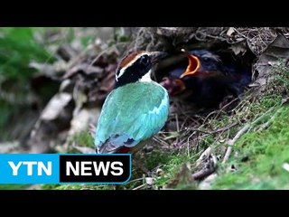 멸종위기종 팔색조의 새끼 키우기...35일간의 영상 공개 / YTN (Yes! Top News)