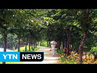 그늘 숲길 걸으며 힐링...부산 회동수원지 갈맷길 / YTN (Yes! Top News)