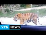 베이징 야생동물원서 호랑이가 관광객 공격...2명 사상 / YTN (Yes! Top News)