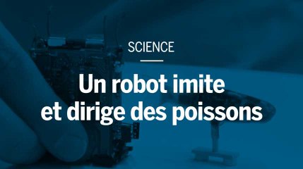 Un robot espion imite et dirige des groupes de poissons