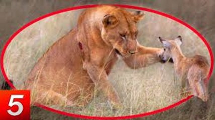 Amazing- Animal Saves Another Animal - Animal Heroes 2017 HD