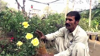 Difference in English Rose & Desi Rose | Planting Roses in Pots | Nursery Visit (Urdu/hindi)