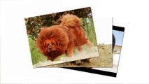 Tibetan Mastiff dogs - One of the huge dogs come from China. Do you afraid  them ?
