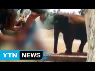 '동물원 갔다가 날벼락'...7살 소녀, 코끼리가 던진 돌멩이 맞아 숨져 / YTN (Yes! Top News)