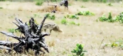 야생 멧돼지 붙잡힌 곳에 따라 운명 갈린다 / YTN (Yes! Top News)