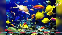 World's Top 10 Most Expensive Fish Ever Sold __ ప్రపంచంలో అత్యంత ఖరీదైన 10 ఆక్వేరియం చేపలు _ With CC