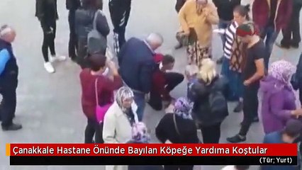 Çanakkale Hastane Önünde Bayılan Köpeğe Yardıma Koştular