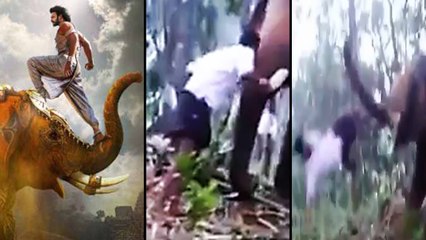 Baahubali 2 Stunt went wrong, man gets thrashed by elephant; Watch Video | FilmiBeat