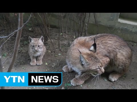 긴팔원숭이 '샤망', 멸종위기 '스라소니' 국내 동물원 첫 번식 / YTN (Yes! Top News)