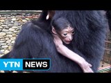 [서울] 긴팔원숭이 '샤망', 멸종위기 '스라소니' 국내 동물원 첫 번식 / YTN (Yes! Top News)