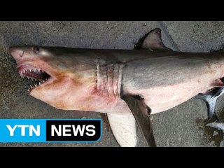 경북 동해안에 상어 출현...해경 집중 감시 / YTN (Yes! Top News)
