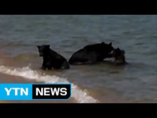 [영상] 미국 호수 한가운데에 '곰 가족' 출현 / YTN (Yes! Top News)