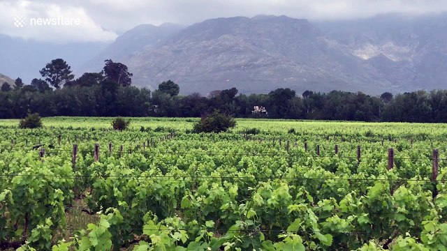 Vineyard photobomb! Ostrich invades view of Cape winelands