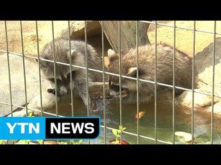 사람도 동물도 힘겨운 '한증막 더위' / YTN (Yes! Top News)