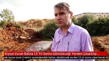 Kıyıya Vuran Balina 1,5 Yıl Sonra Gömüleceği Yerden Çıkartılıp Sergilenecek