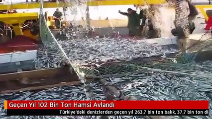 Geçen Yıl 102 Bin Ton Hamsi Avlandı