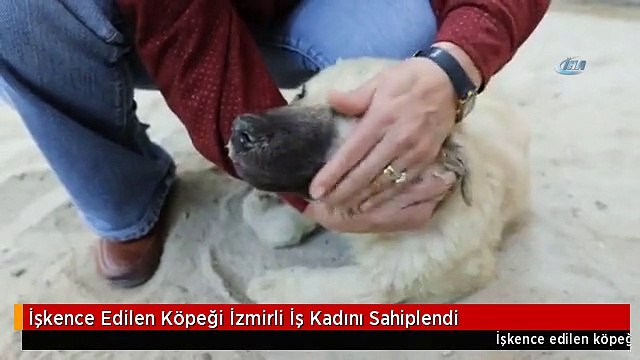 İşkence Edilen Köpeği İzmirli İş Kadını Sahiplendi