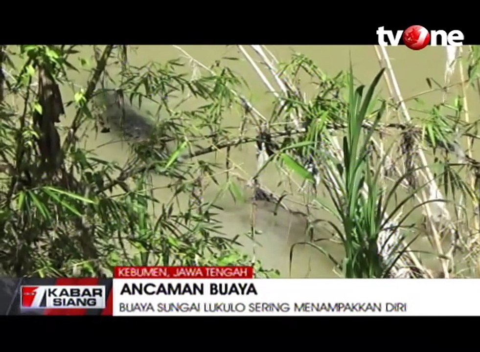 Buaya Sungai Lukulo Sering Menampakkan Diri