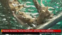 Parasını Karidese Yatıran Kazanıyor...karides Tesisi Havadan Görüntülendi