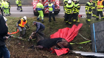 Opération de sauvetage des chevaux accidentés sur l'A 31