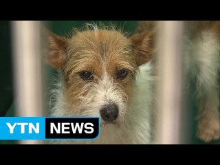 '가족이라더니'...피서지에 버려지는 반려동물 / YTN (Yes! Top News)