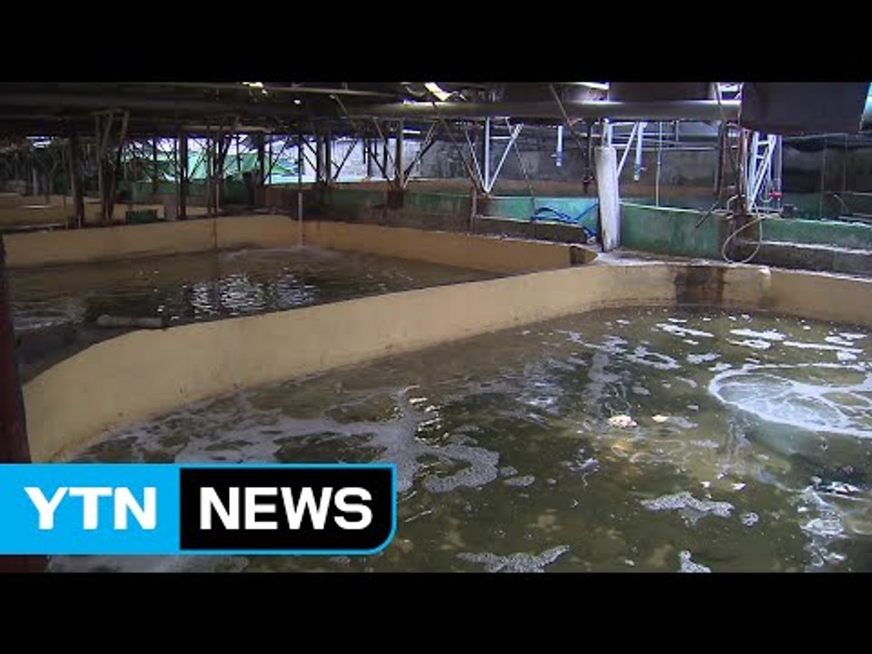 폭염으로 뜨거워진 바다...어민 피해 커질 듯 / YTN (Yes! Top News)