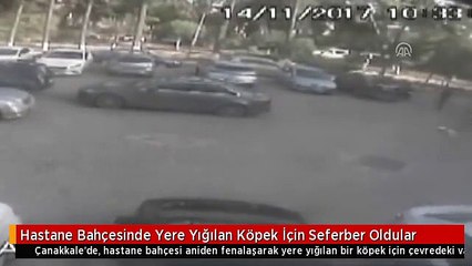 Hastane Bahçesinde Yere Yığılan Köpek İçin Seferber Oldular