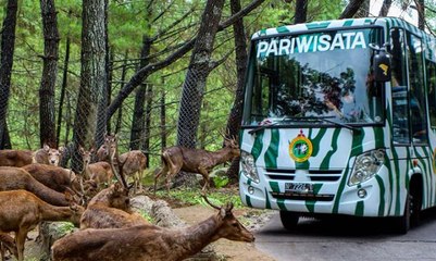 Aksi Tak Terpuji, Pengunjung Beri Minuman Keras ke Hewan