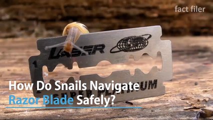 How Do Snails Navigate Razor Blades Safely?
