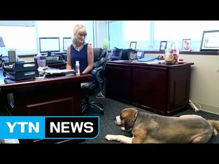 '애완동물 동행' 출근 허용 美 회사 늘어 / YTN (Yes! Top News)