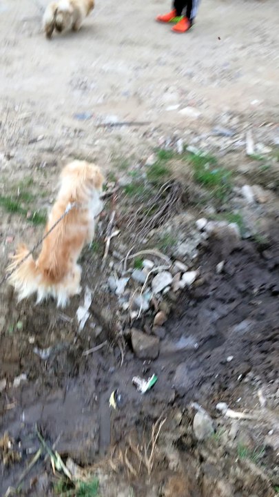 dog ist danger