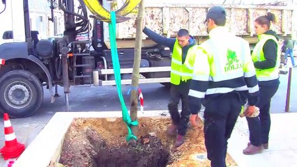 Interview de Didier Vidal et images de la plantation de ce matin