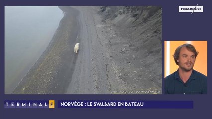 La Svalbard, royaume des ours polaires