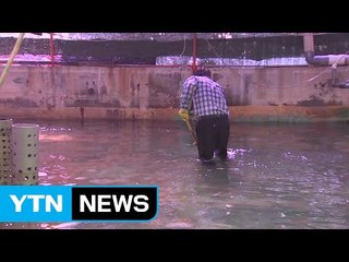 자연재해 인정 안 되는 고수온 피해...육상 양식장 '한숨' / YTN (Yes! Top News)