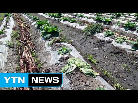 [영상] 최악의 폭염에 가뭄까지...동물도 식물도 '힘겨운 여름' / YTN (Yes! Top News)
