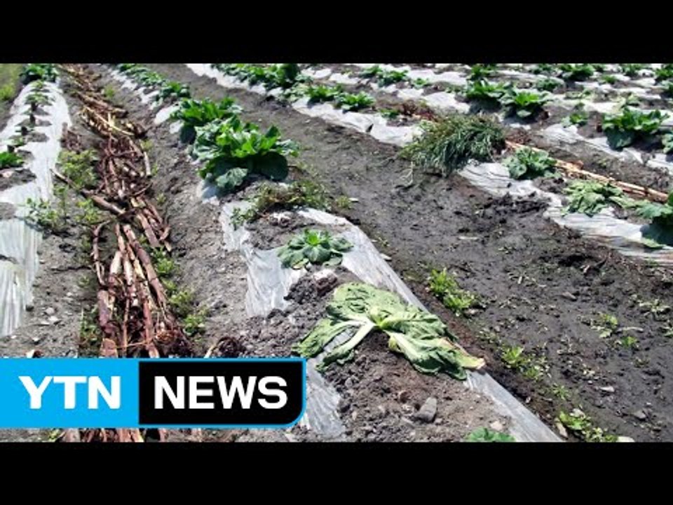 [영상] 최악의 폭염에 가뭄까지...동물도 식물도 '힘겨운 여름' / YTN (Yes...