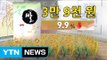 [쏙쏙] 쌀 재배 농가 풍작에도 '울상' / YTN (Yes! Top News)